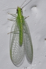 Chrysoperla pallida