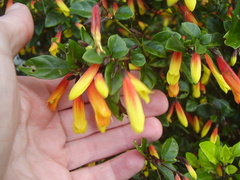 Justicia floribunda
