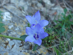 Campanula versicolor tenorei
