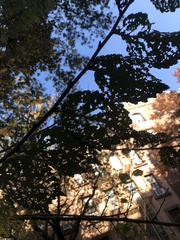 Xanthogaleruca luteola