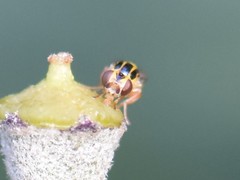 Thaumatomyia notata