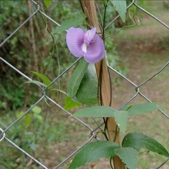 Centrosema brasilianum