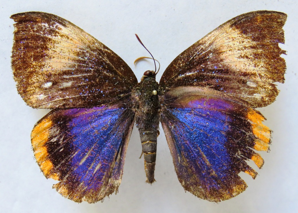 Castnia diva