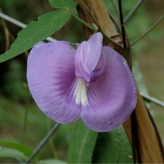 Centrosema brasilianum