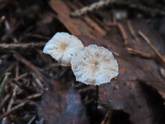 Paragymnopus perforans