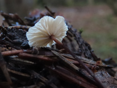 Paragymnopus perforans