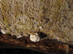 Nodulisporium cecidiogenes