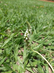 Brachystele guayanensis
