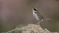 Coryphaspiza melanotis