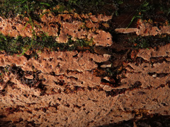 Steccherinum collabens