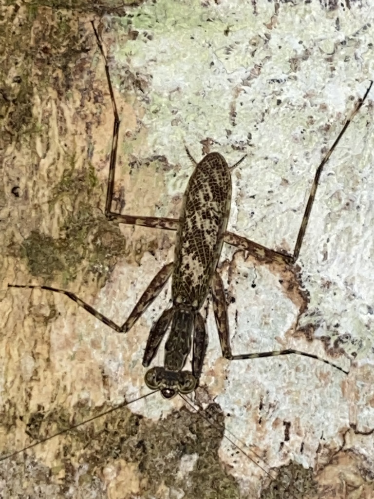 Fuga grimaldii