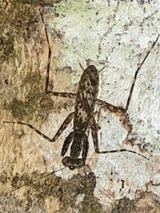 Fuga