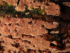 Steccherinum collabens