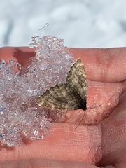 Rheumaptera hastata thulearia