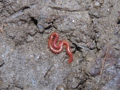 Strigamia bothriopus