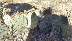 Opuntia rastrera