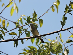 Leiothlypis celata