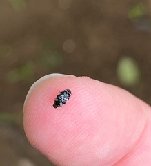 Paranovelsis bitaeniatus