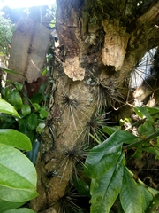 Pereskia