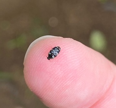 Paranovelsis bitaeniatus