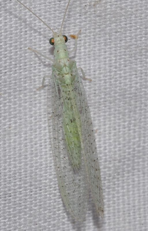 Apertochrysa benedictae