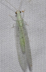 Pseudomallada benedictae