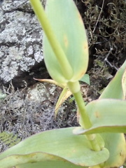 Thyrsanthemum laxiflorum