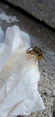 Vespula pensylvanica
