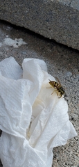 Vespula pensylvanica