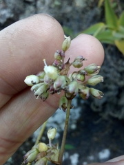 Thyrsanthemum laxiflorum