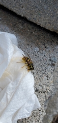 Vespula pensylvanica