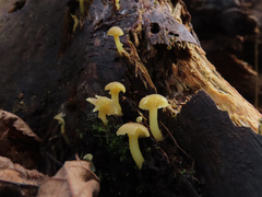 Chrysomphalina grossula