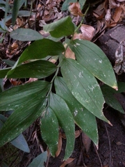 Maianthemum