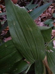 Maianthemum