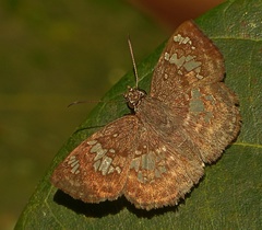 Xenophanes tryxus