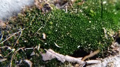 Bryum