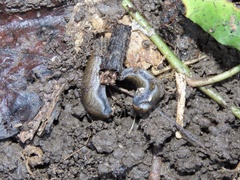 Tandonia budapestensis