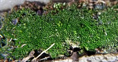Bryum
