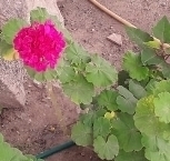 Pelargonium × hybridum