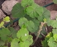 Pelargonium × hybridum