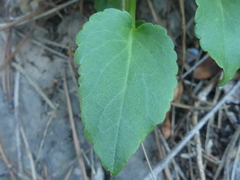 Campanula versicolor tenorei