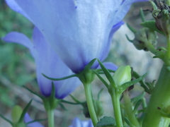 Campanula versicolor tenorei