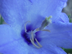 Campanula versicolor tenorei