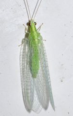 Pseudomallada flavifrons