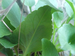 Campanula versicolor tenorei