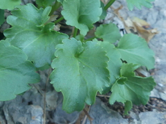 Campanula versicolor tenorei