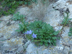 Campanula versicolor tenorei