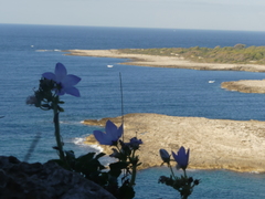 Campanula versicolor tenorei