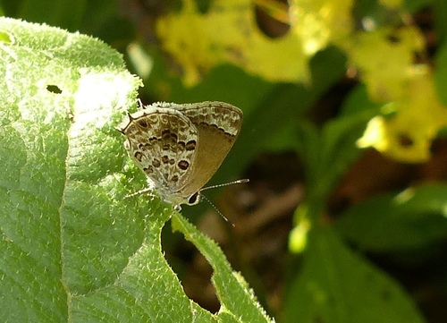 Gray-spotted Scrub-Hairstreak photo 5