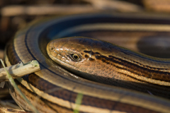 Ophiodes vertebralis